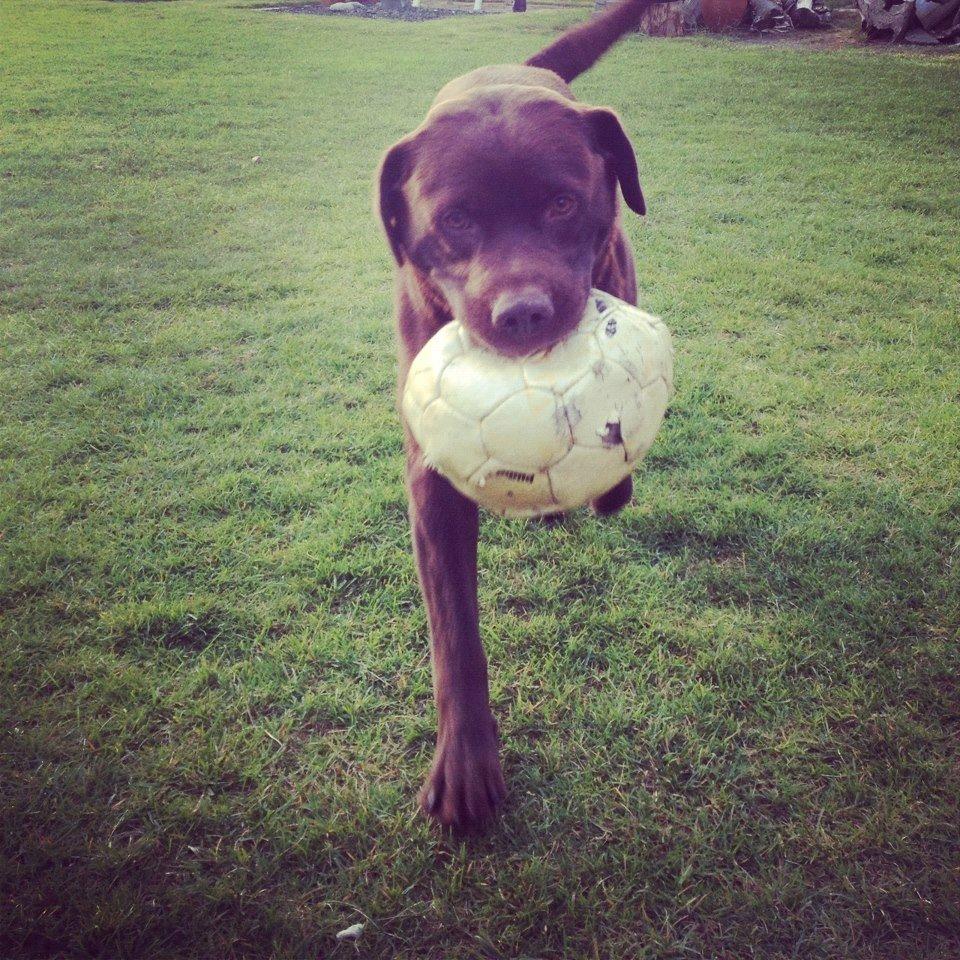 Labrador retriever Bailey - Skal vi spille bold?? billede 7