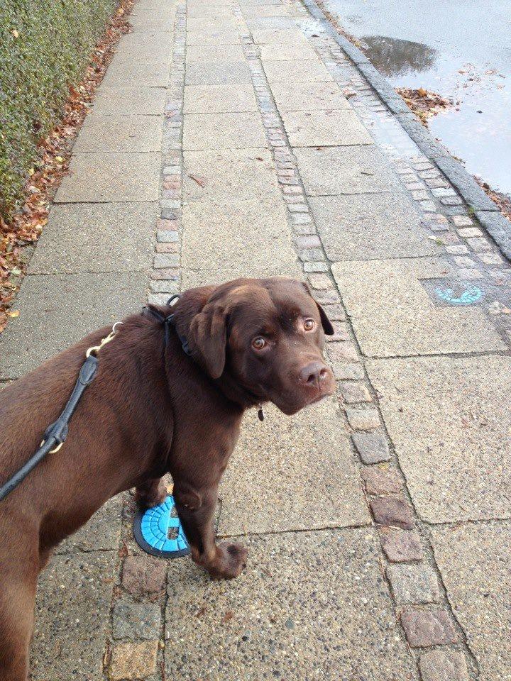 Labrador retriever Bailey - Vi er på morgentur en flot maj morgen:-) billede 8