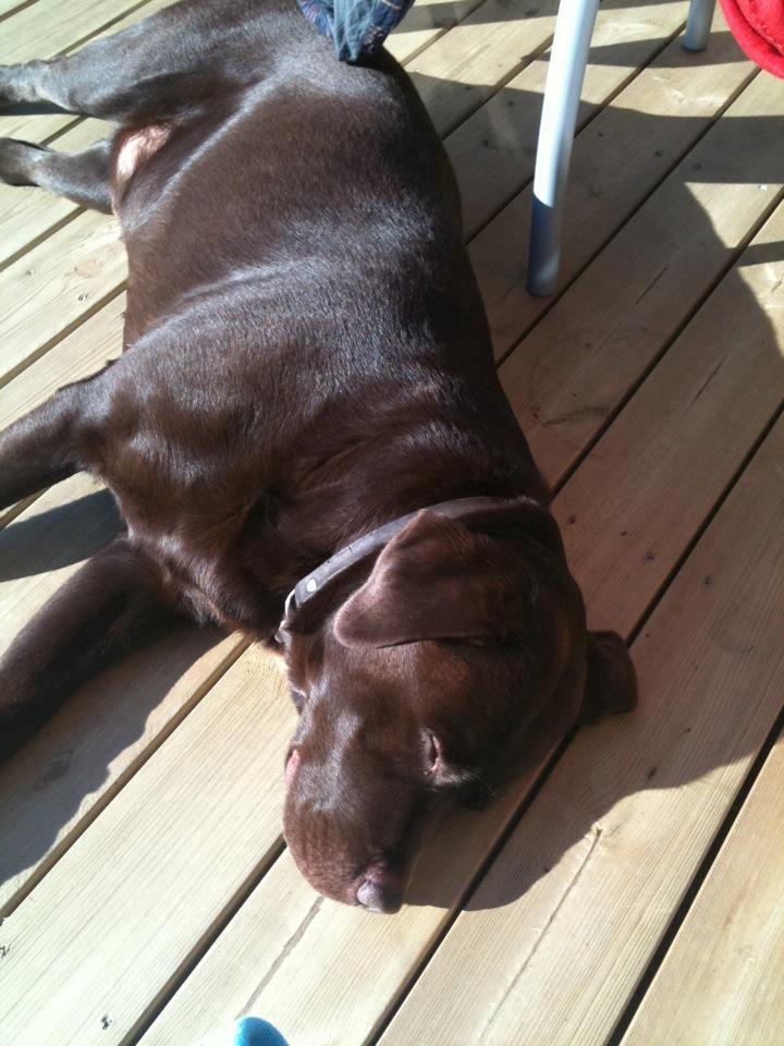 Labrador retriever Bailey - Sol og varme:-) billede 9