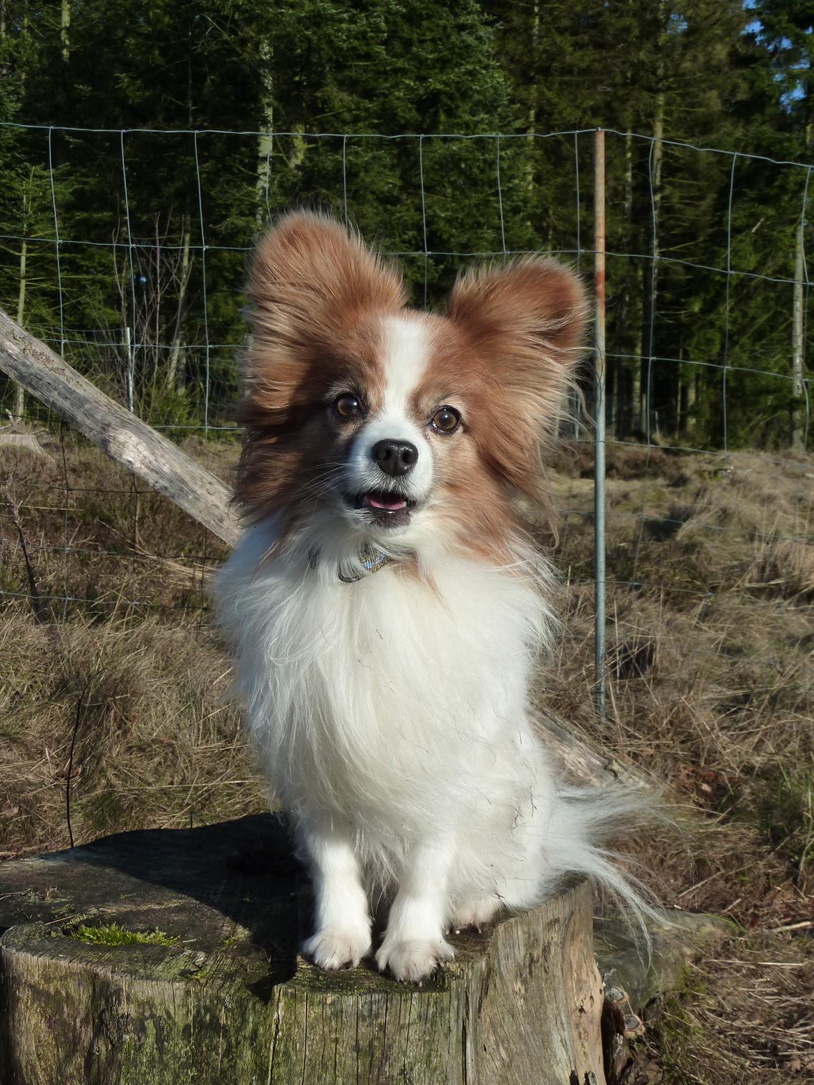 Papillon Gizmo R.I.P. - Gizmo i hundeskoven, marts 2013 billede 17