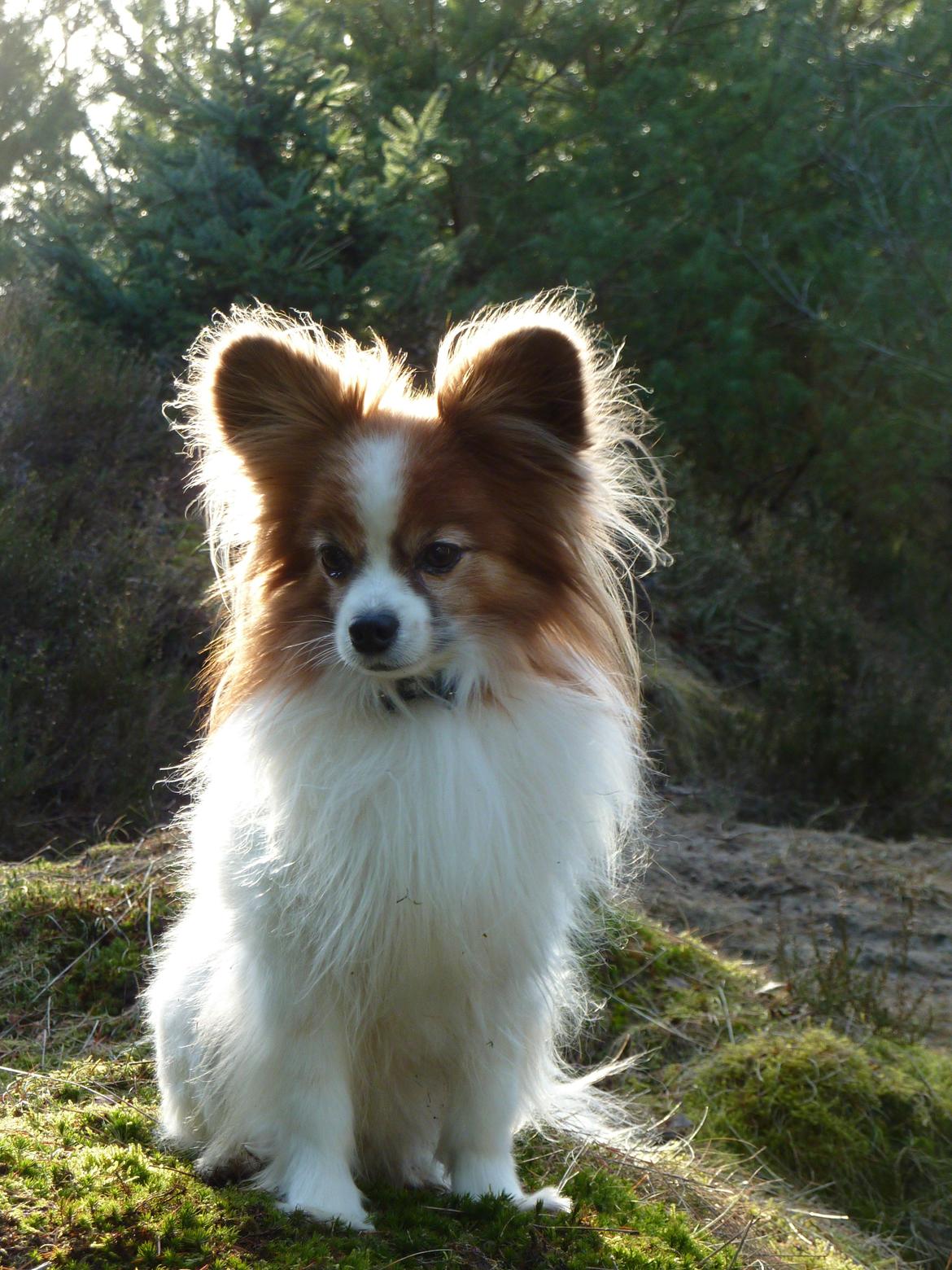 Papillon Gizmo R.I.P. - Et af de sidste billeder af Gizmo på en god dag i hundeskoven, marts 2013. Han er nu den engel han lignede. billede 19