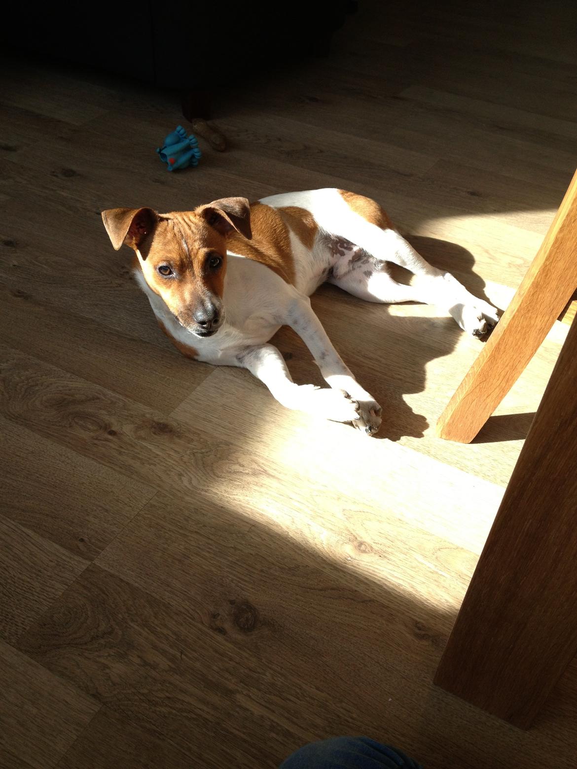 Dansk svensk gaardhund Kato <3 billede 8