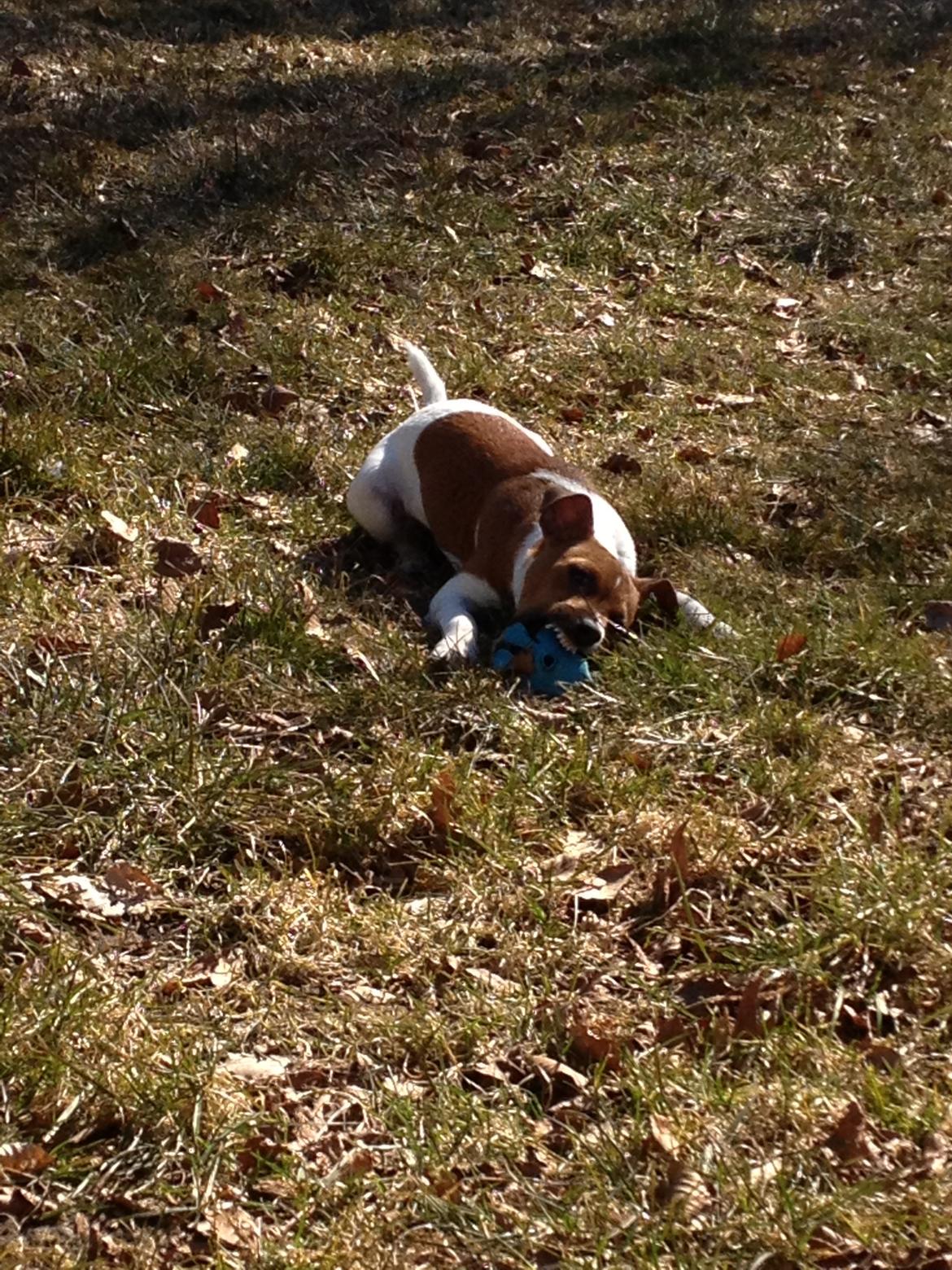 Dansk svensk gaardhund Kato <3 billede 10