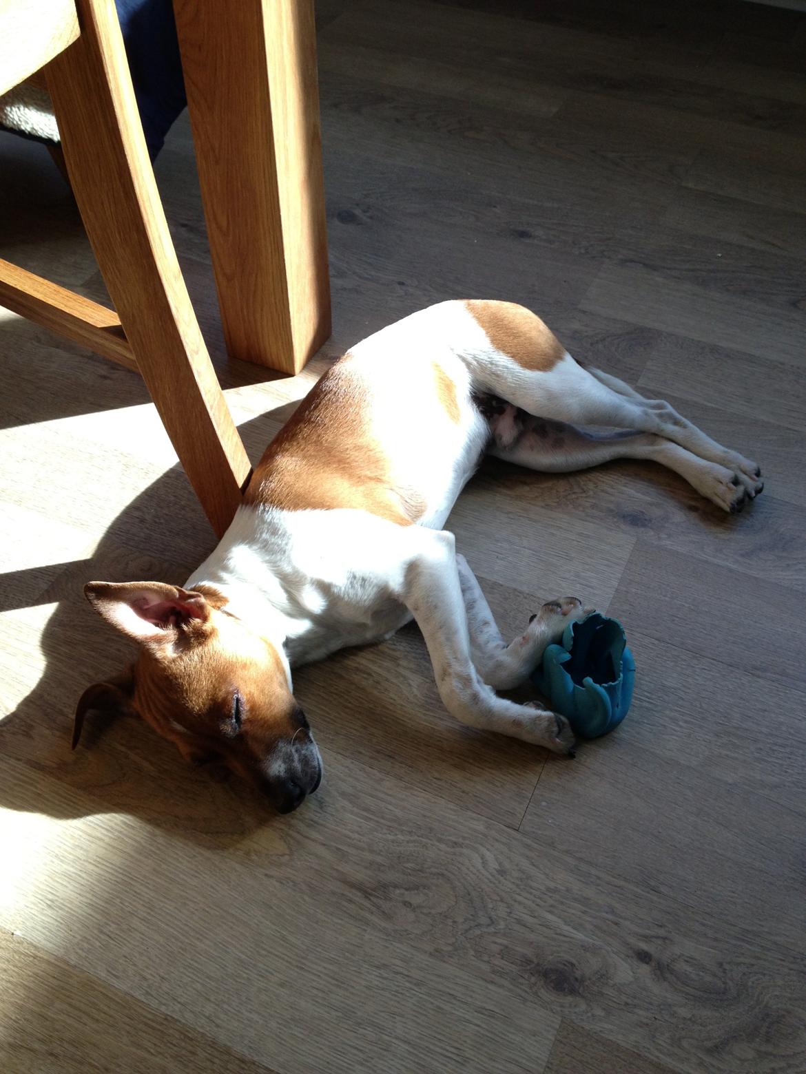 Dansk svensk gaardhund Kato <3 billede 9