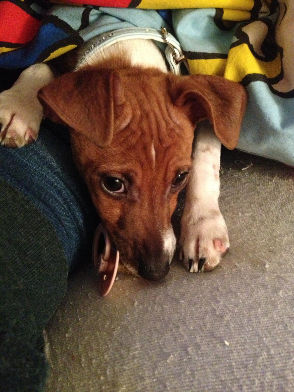 Dansk svensk gaardhund Kato <3 billede 11