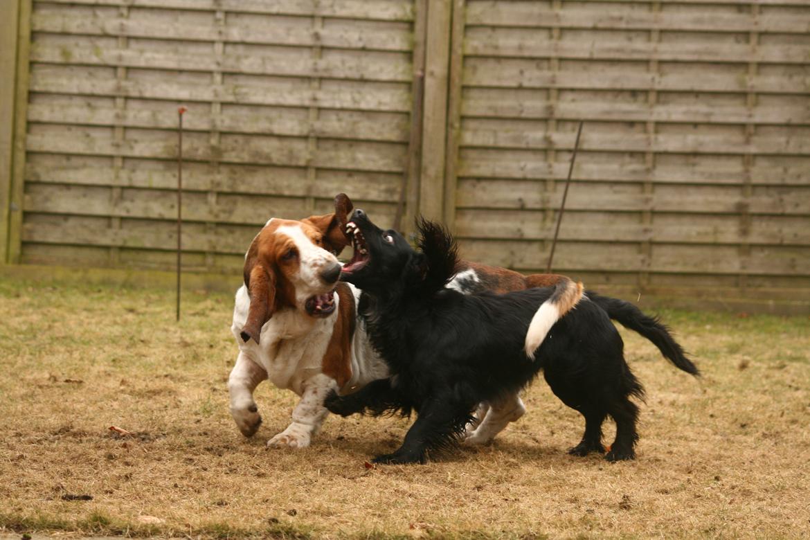 Field Trial Cockerspaniel Marley - Marts '13 billede 7