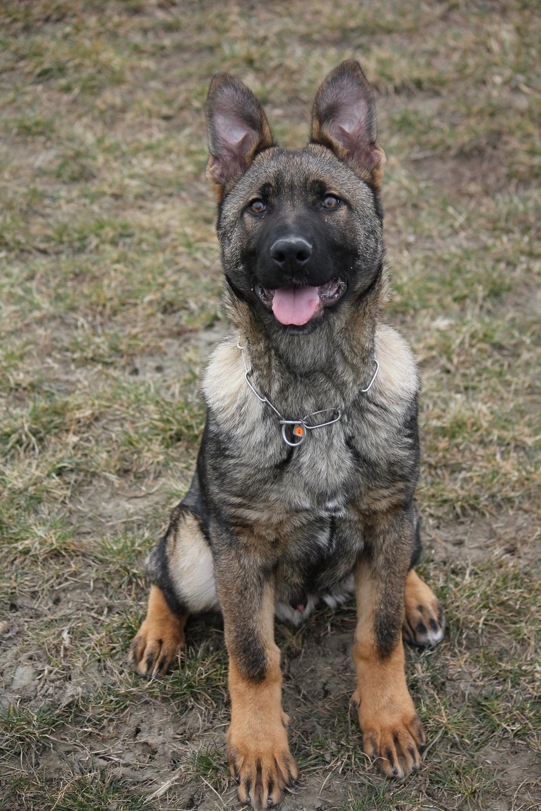 Schæferhund Ricla's Angus billede 5