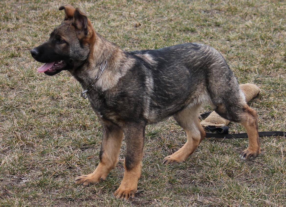 Schæferhund Ricla's Angus billede 6