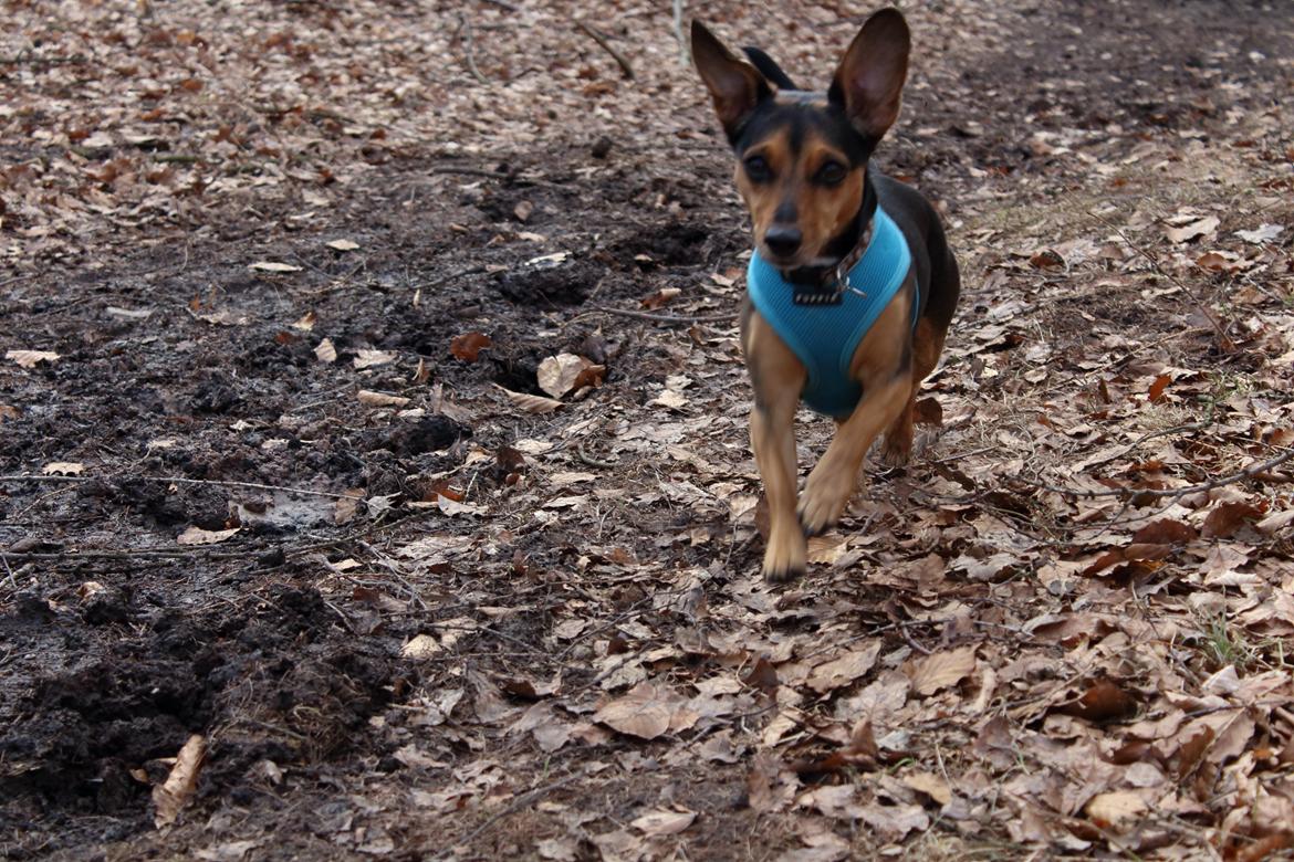 Blanding af racer Mille billede 17