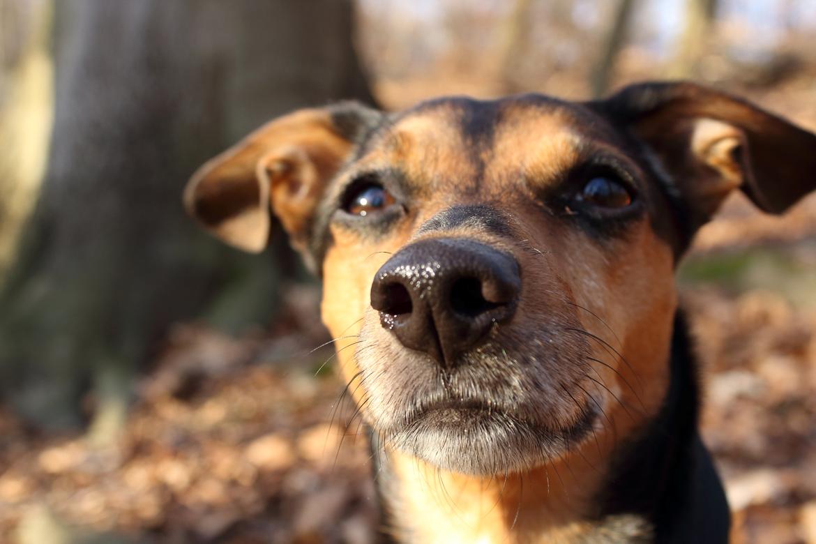 Blanding af racer Mille billede 2