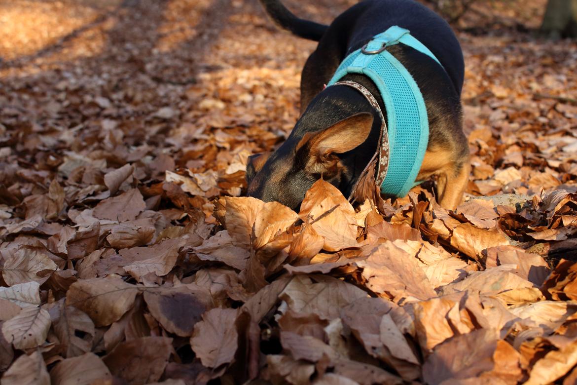 Blanding af racer Mille billede 18