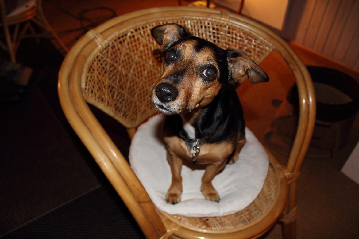 Blanding af racer Mille billede 19