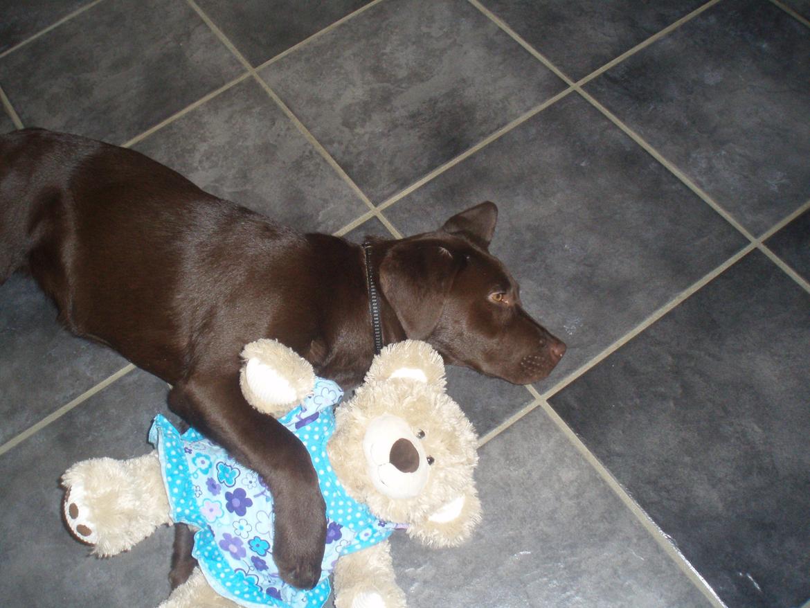 Labrador retriever Mokka! <3 billede 8