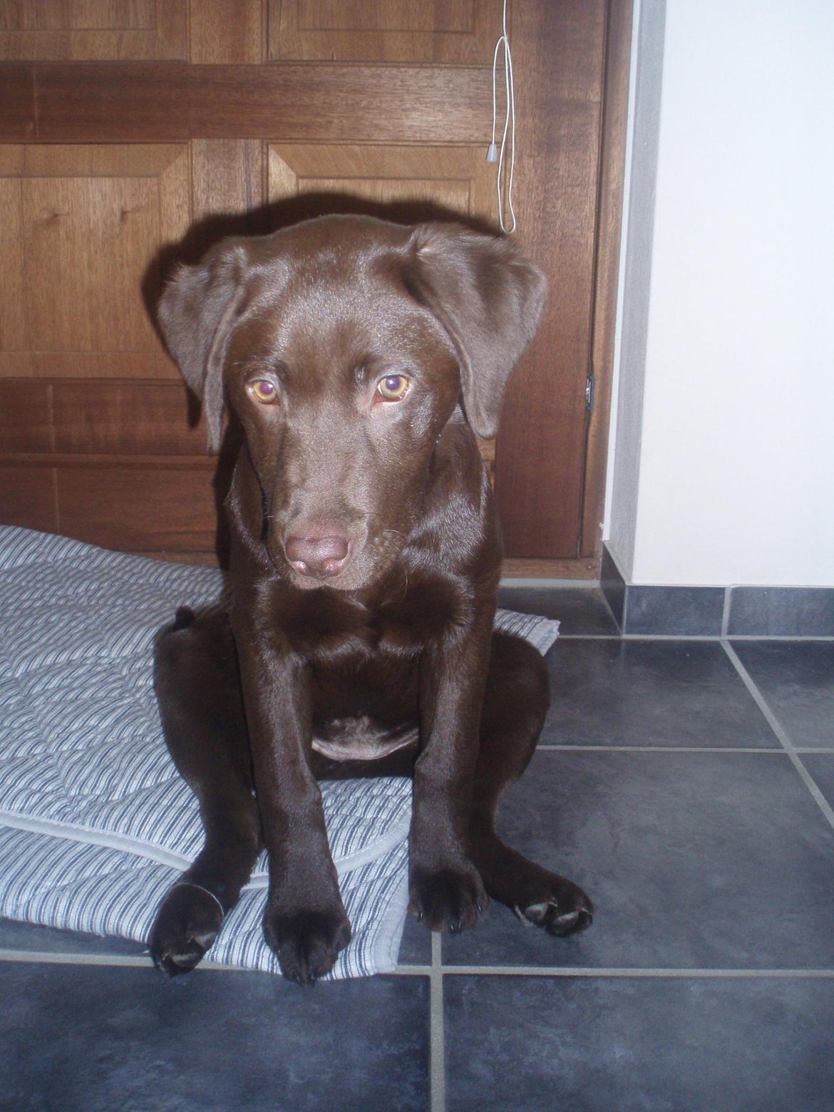 Labrador retriever Mokka! <3 billede 10