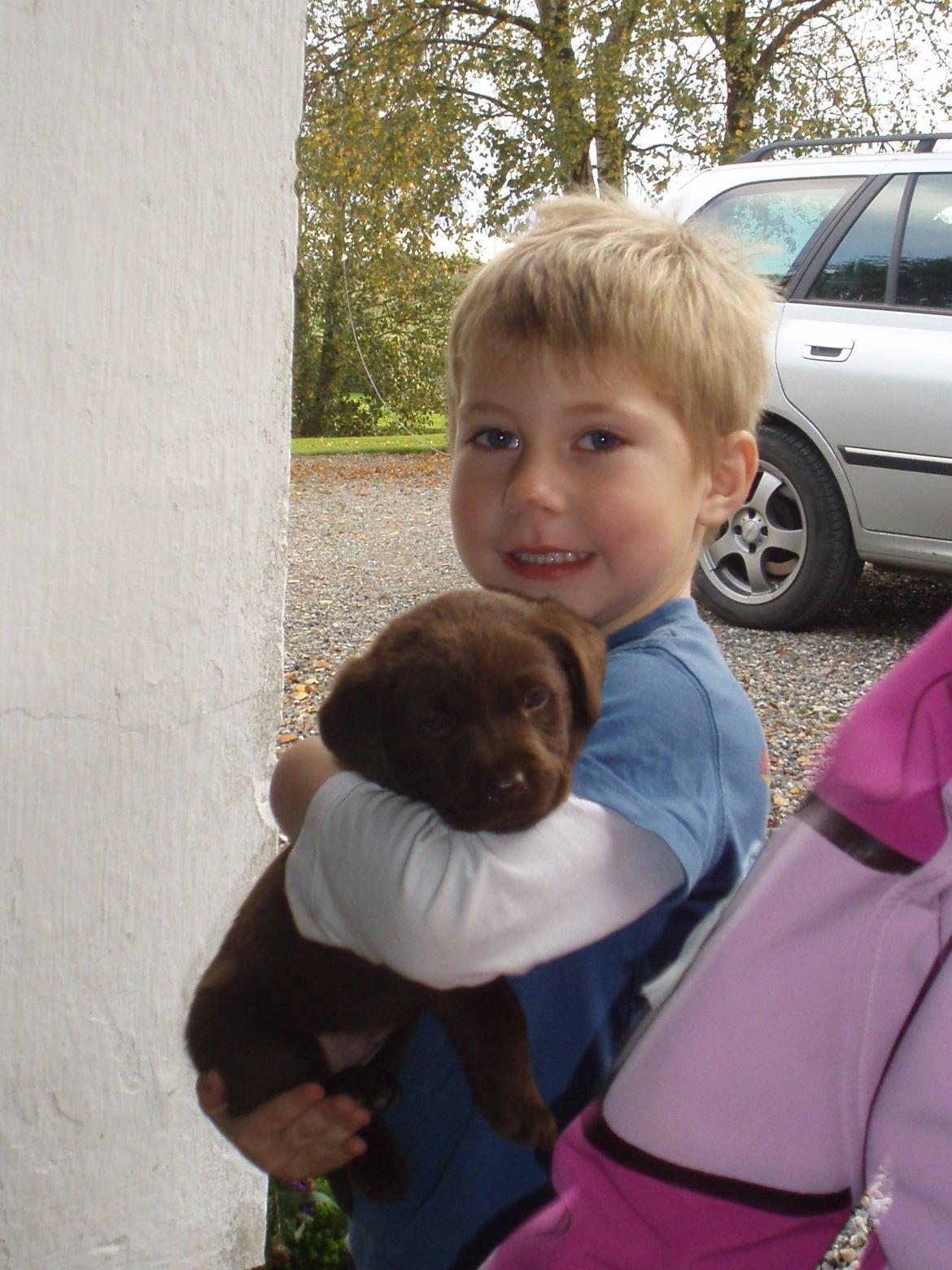 Labrador retriever Mokka! <3 billede 11