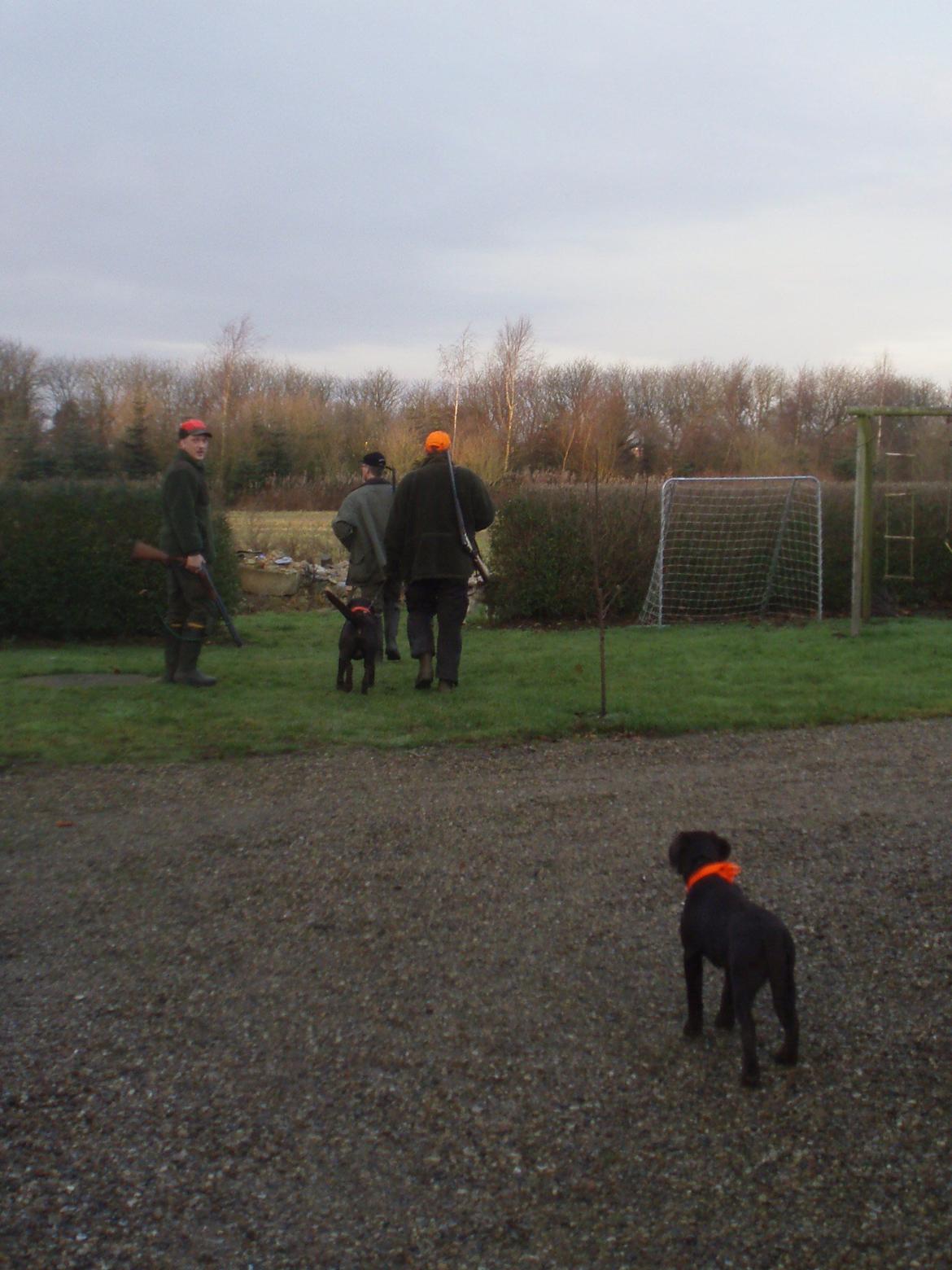 Labrador retriever Mokka! <3 - (Mokka forrest i billedet) 1. gang med på jagt :)  billede 12