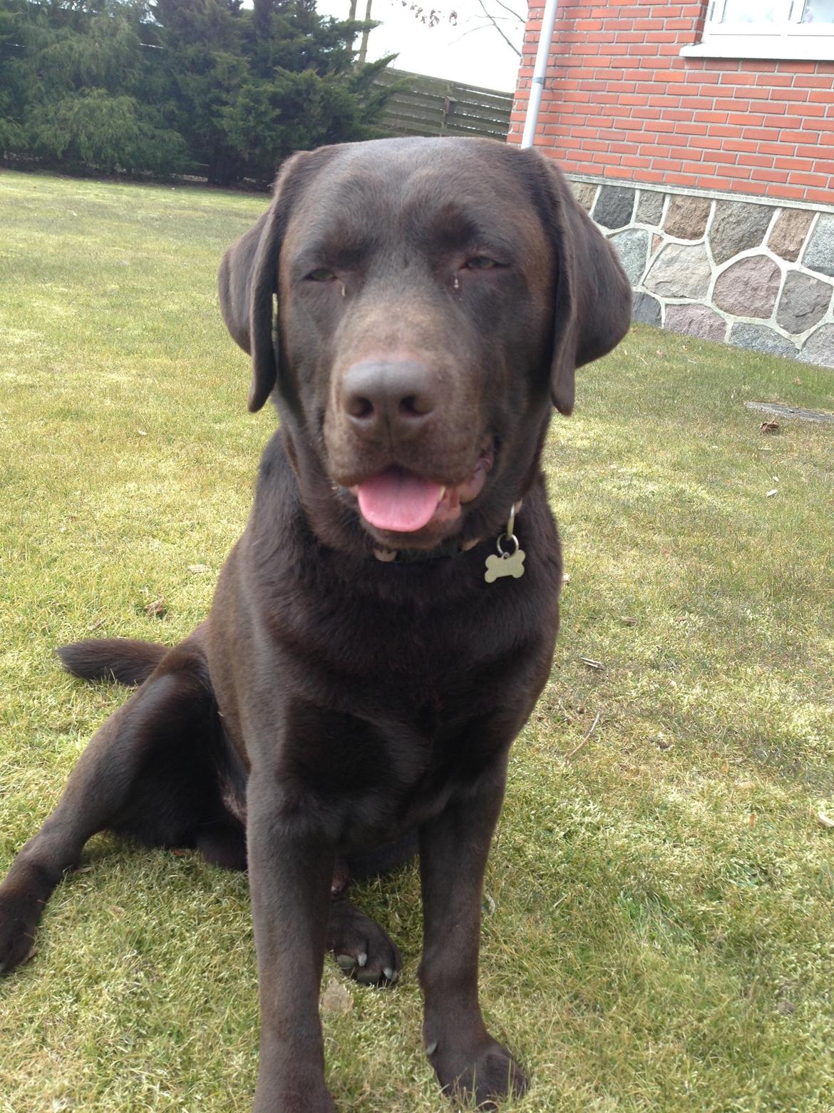 Labrador retriever Balder - Taget den 5. April. :-)) billede 5