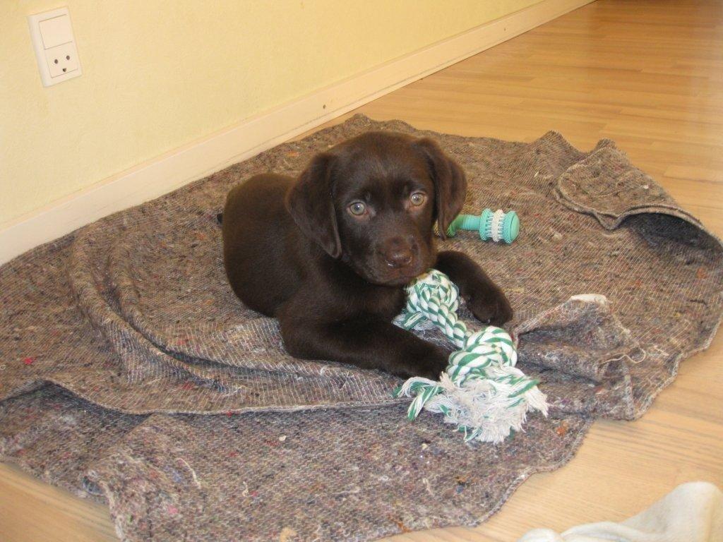 Labrador retriever Balder billede 6