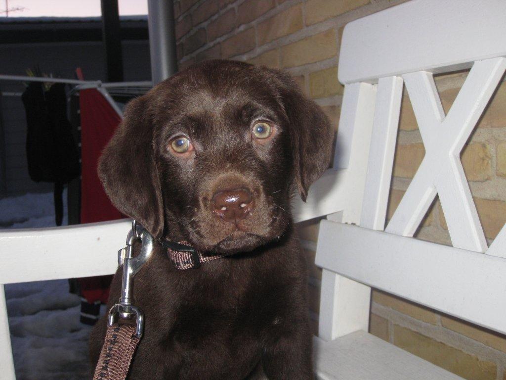 Labrador retriever Balder billede 7