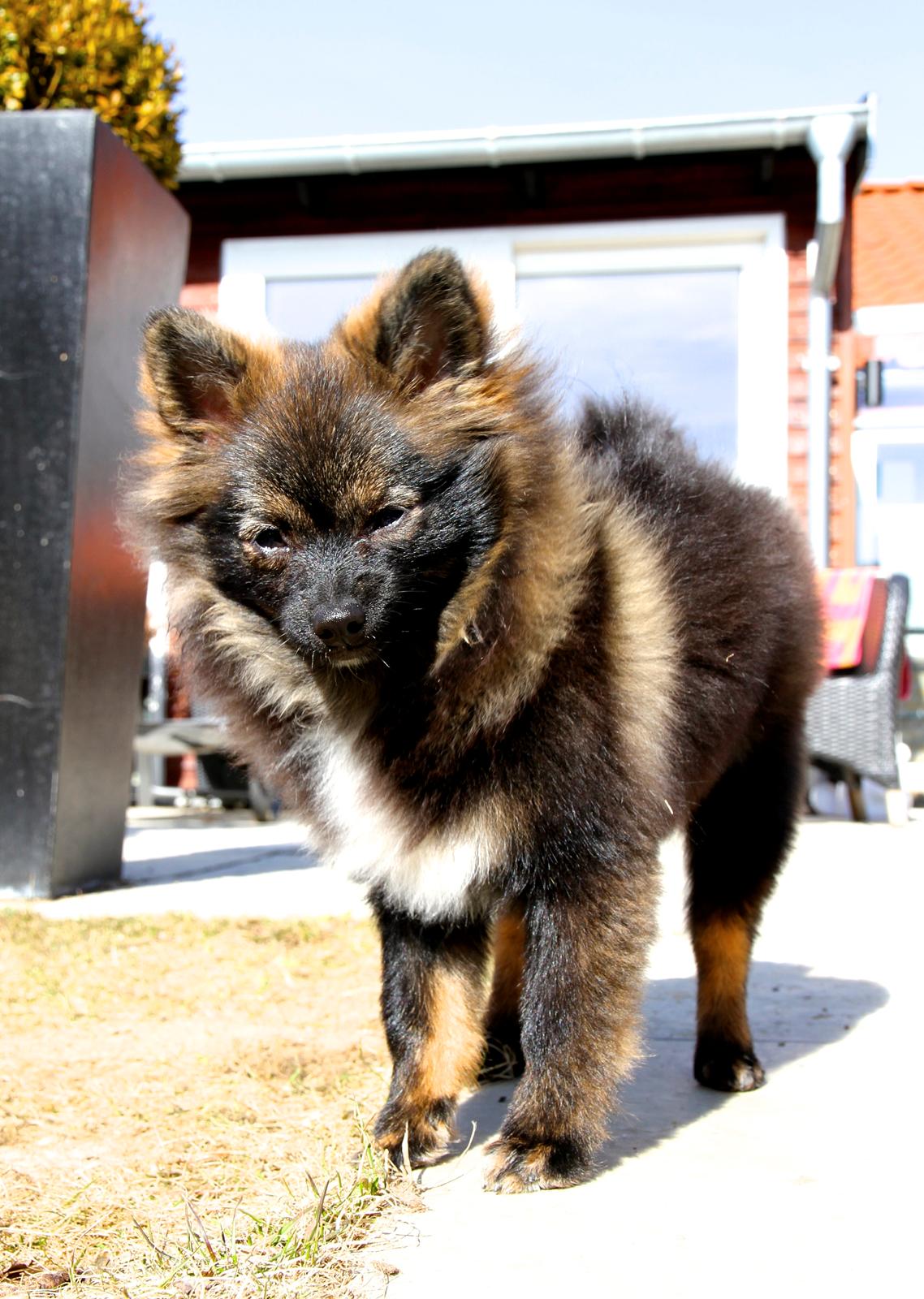 Pomeranian Poms Bentley - Poms Bentley.<3 billede 1