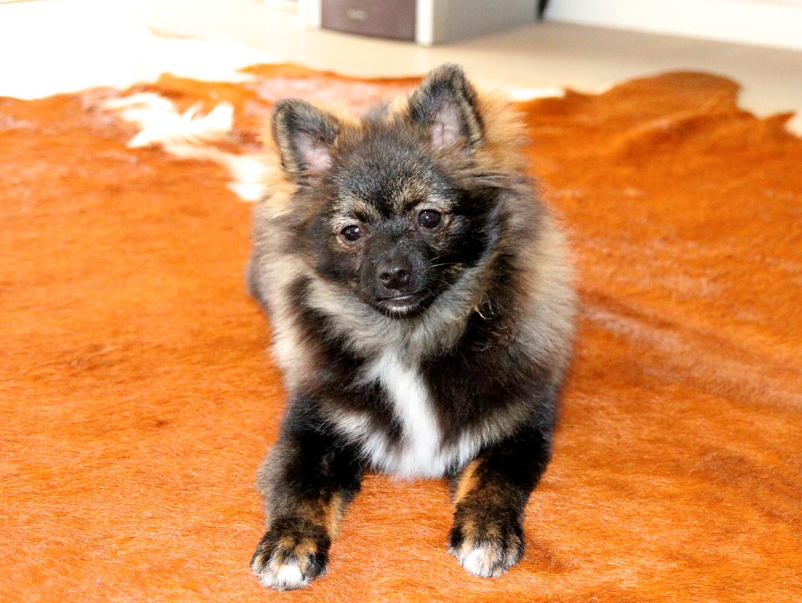 Pomeranian Poms Bentley billede 3