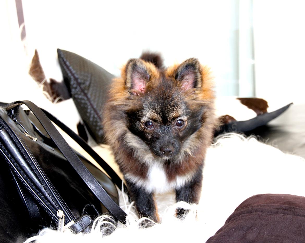 Pomeranian Poms Bentley billede 4