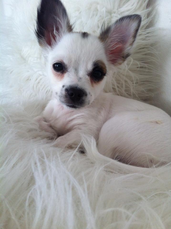 Chihuahua Milo - Har nu haft Milo i 2 uger og han vokser så fint. billede 5