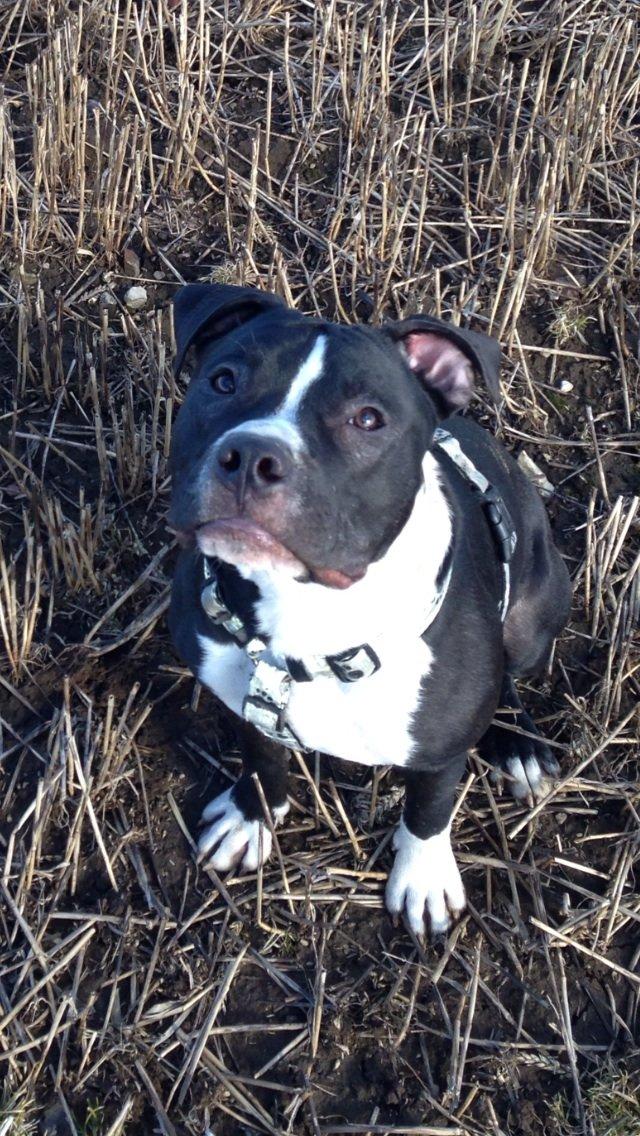 Blanding af racer Diablo billede 10