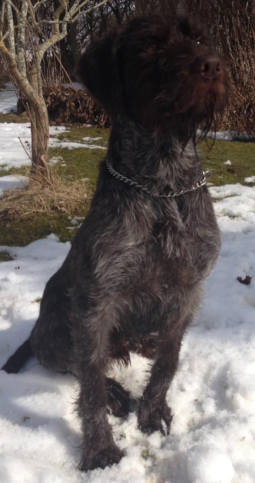 Ruhåret hønsehund Lille Skovbo's Carlo billede 1