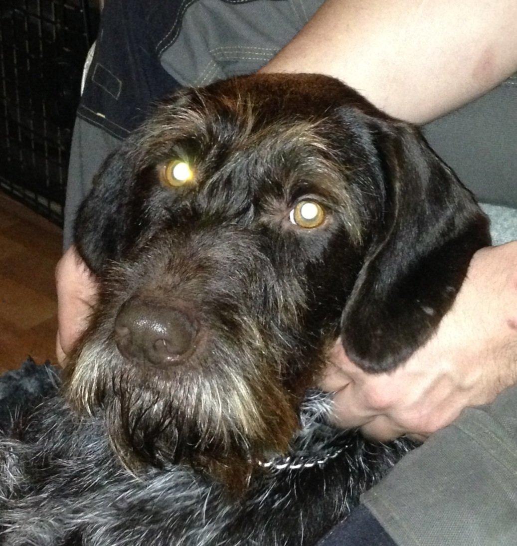 Ruhåret hønsehund Lille Skovbo's Carlo billede 2