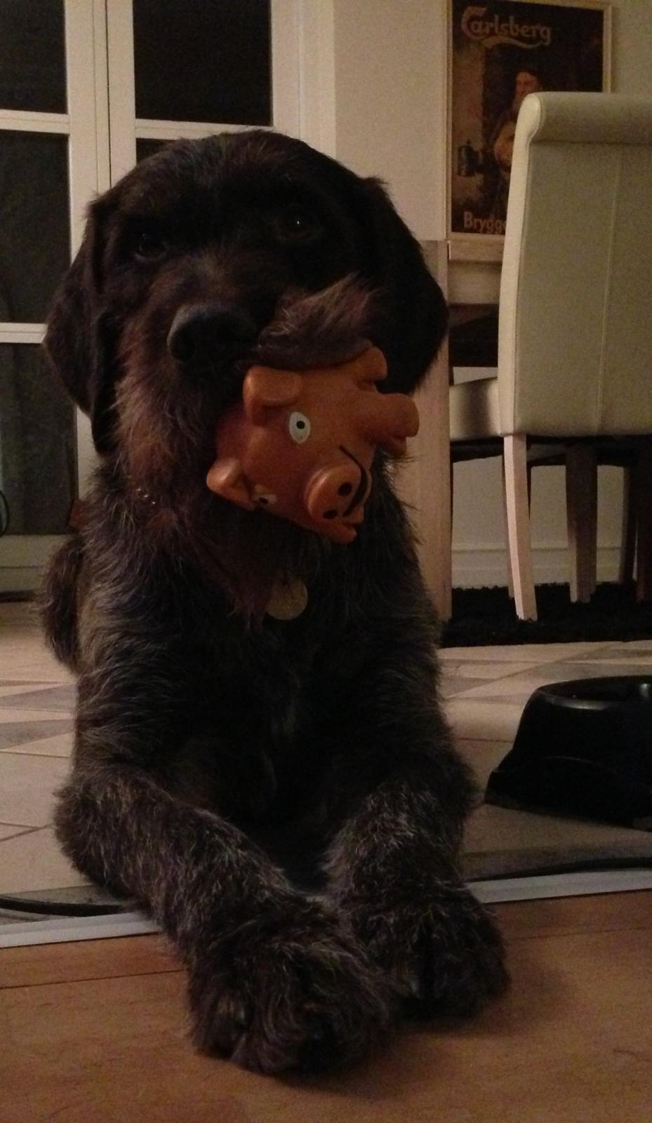 Ruhåret hønsehund Lille Skovbo's Carlo billede 4