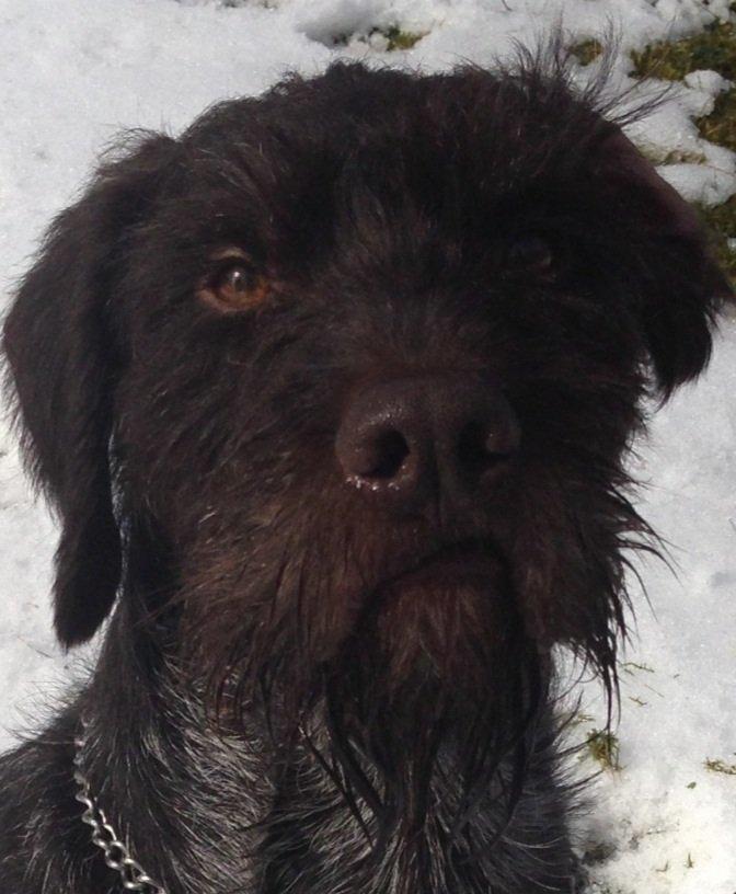 Ruhåret hønsehund Lille Skovbo's Carlo billede 3