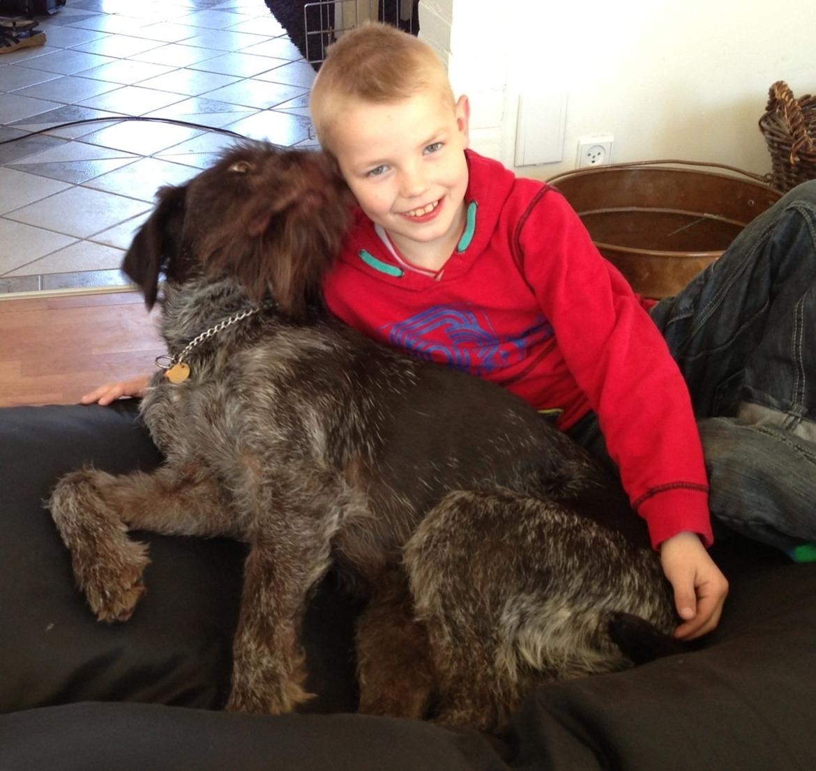 Ruhåret hønsehund Lille Skovbo's Carlo billede 5