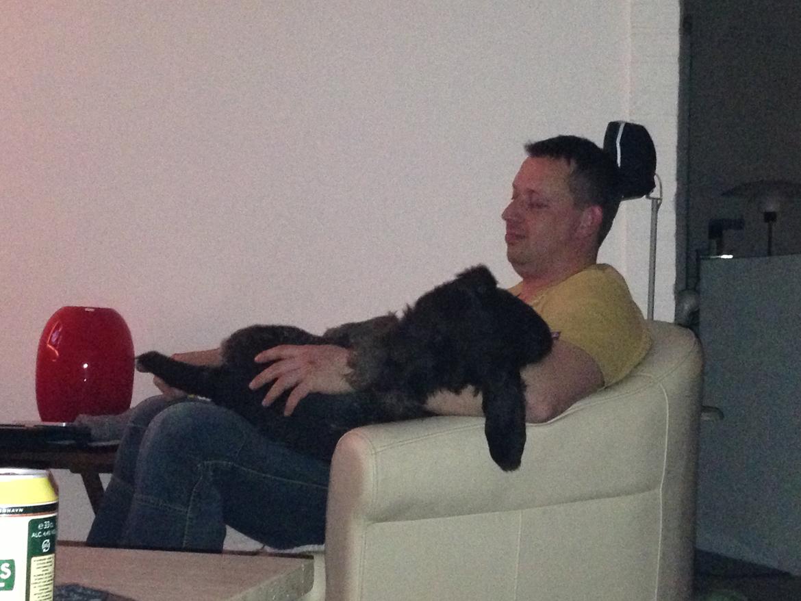 Ruhåret hønsehund Lille Skovbo's Carlo billede 6