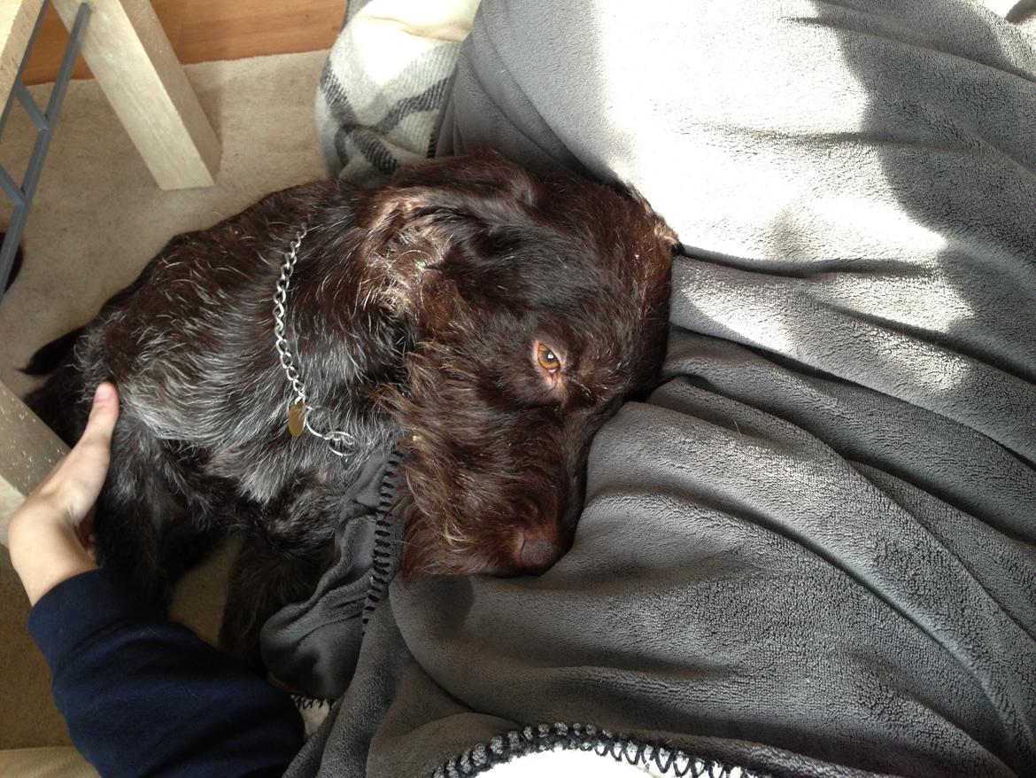 Ruhåret hønsehund Lille Skovbo's Carlo billede 8