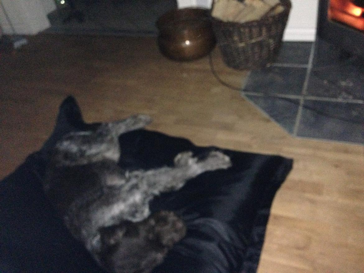 Ruhåret hønsehund Lille Skovbo's Carlo billede 7