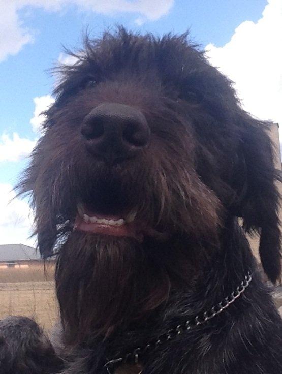 Ruhåret hønsehund Lille Skovbo's Carlo billede 9