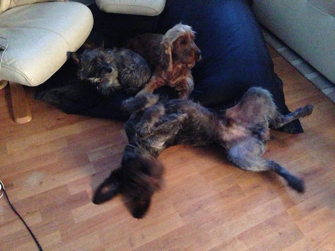 Ruhåret hønsehund Lille Skovbo's Carlo billede 10