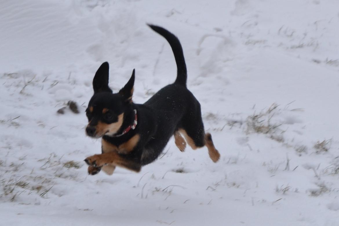 Blanding af racer chanel billede 1