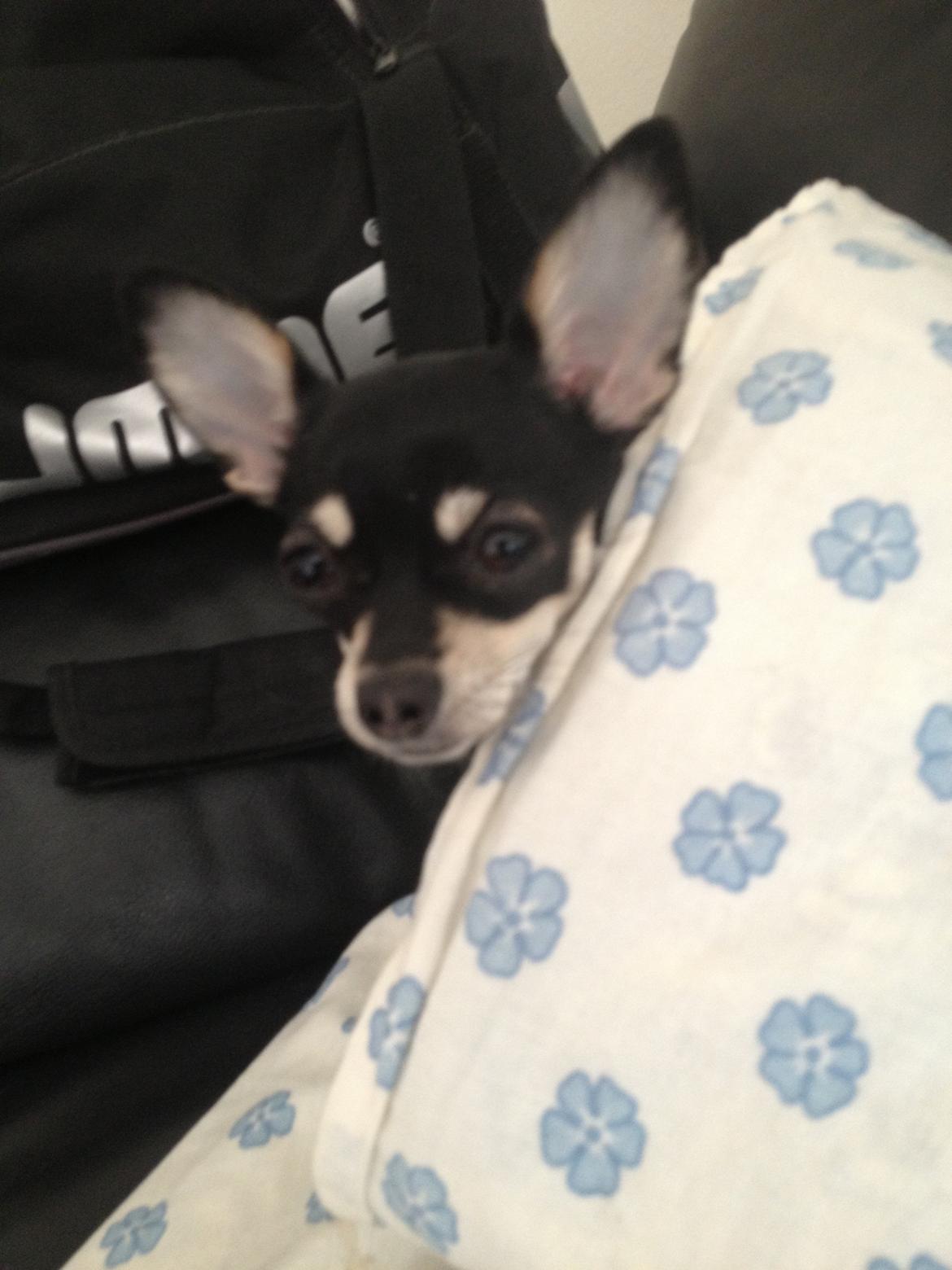 Chihuahua Sally billede 11