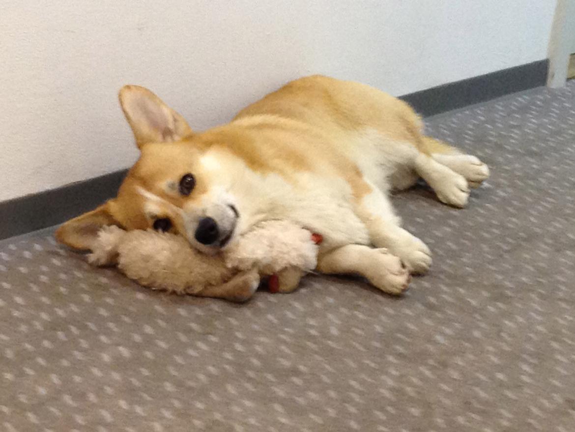 Welsh corgi pembroke Buddy - Buddy. billede 4