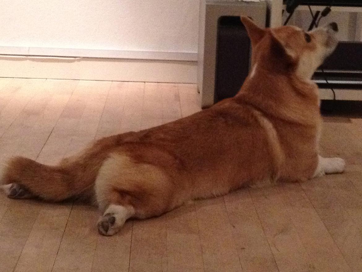 Welsh corgi pembroke Buddy - Buddy. billede 3