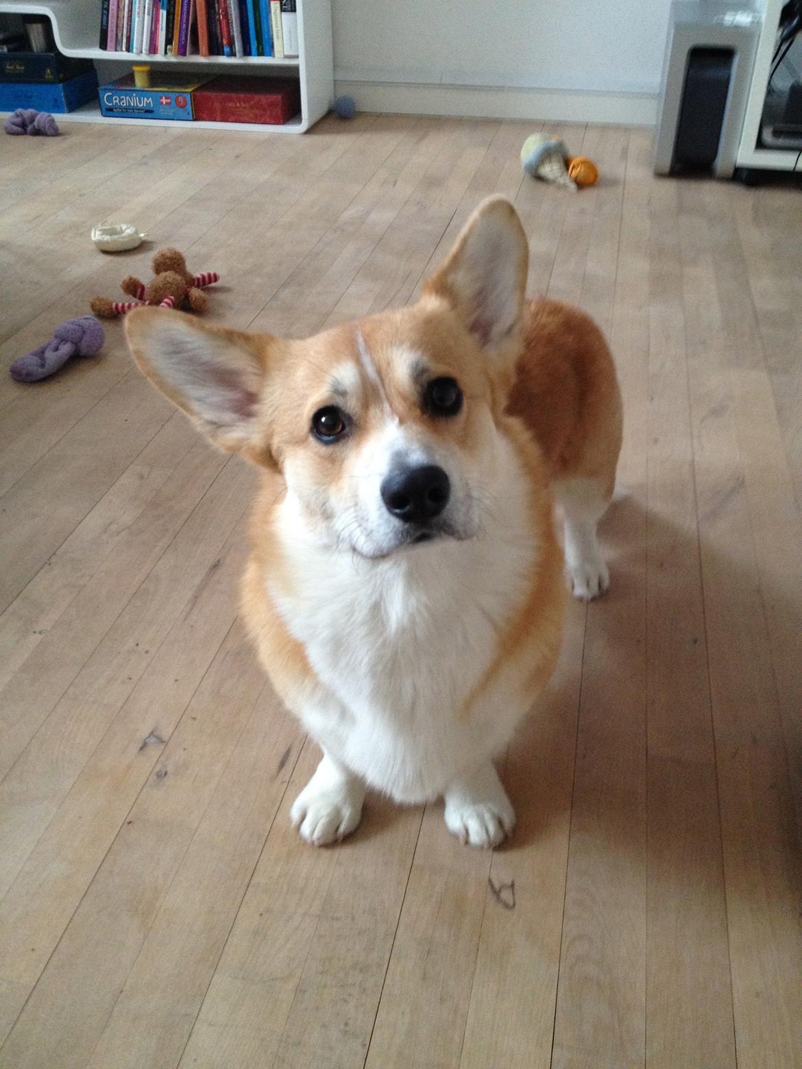 Welsh corgi pembroke Buddy - Buddy. billede 1