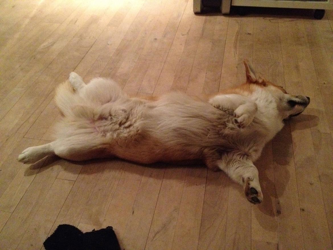 Welsh corgi pembroke Buddy - Godnat. billede 6