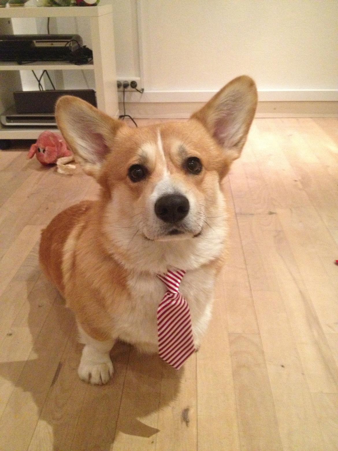 Welsh corgi pembroke Buddy - Buddy. billede 2