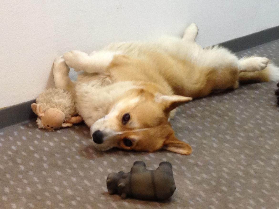 Welsh corgi pembroke Buddy - Buddy. billede 5