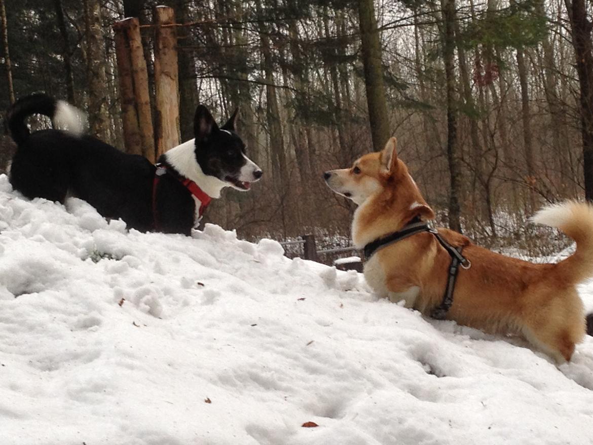 Welsh corgi pembroke Buddy - Cindy vs Buddy....leg :-) billede 9
