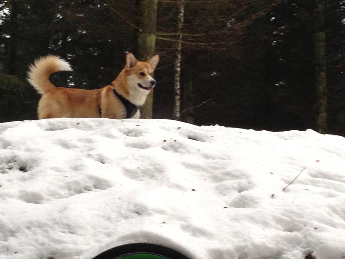 Welsh corgi pembroke Buddy - Buddy. billede 8