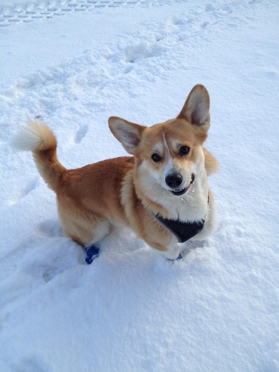Welsh corgi pembroke Buddy - Buddy. billede 7