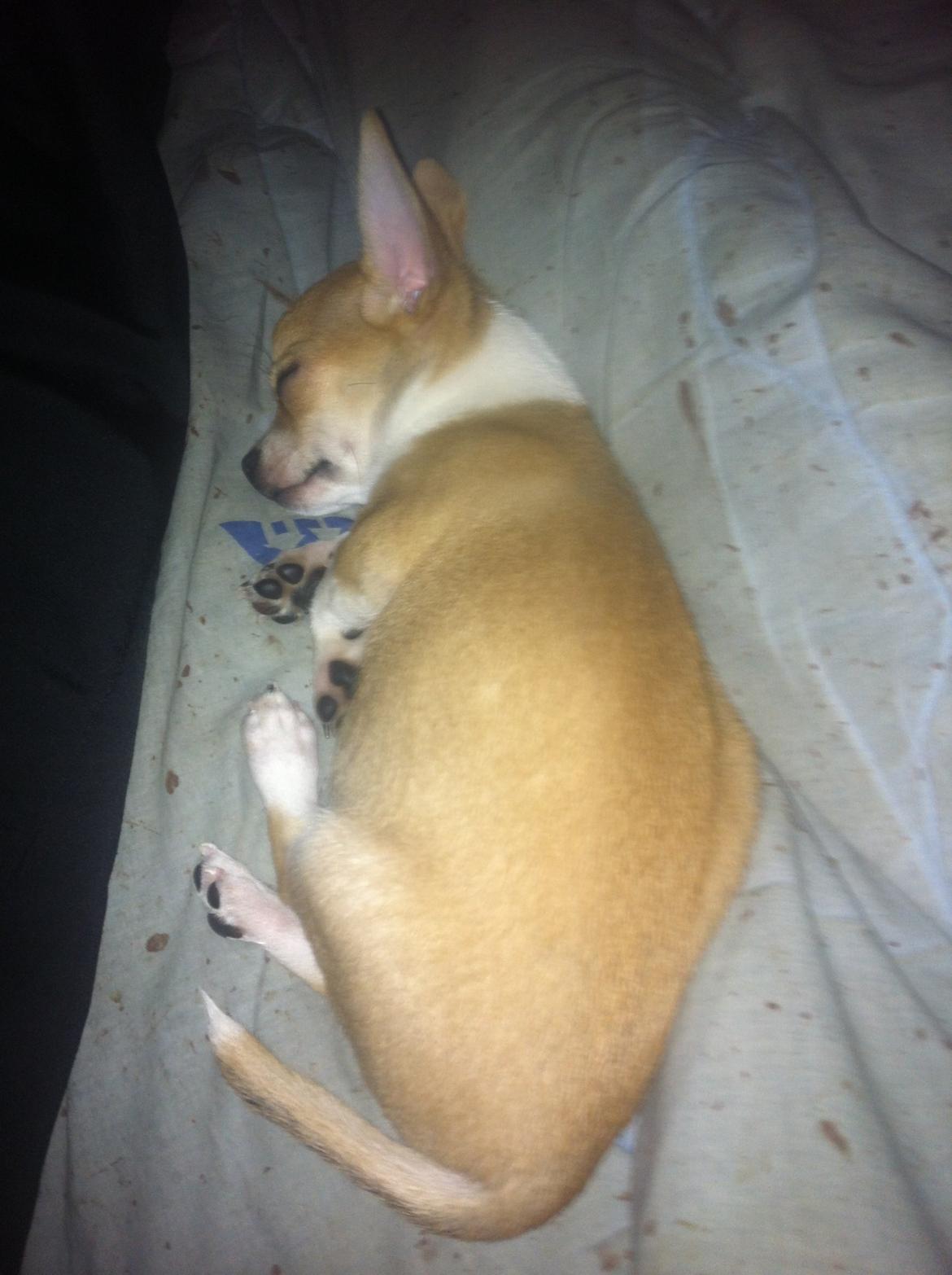 Chihuahua Ramos billede 1